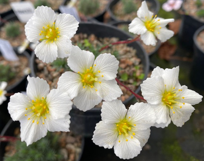 Saxifraga 'Princess'